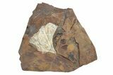 Fossil Ginkgo Leaf From North Dakota - Paleocene #247085-1